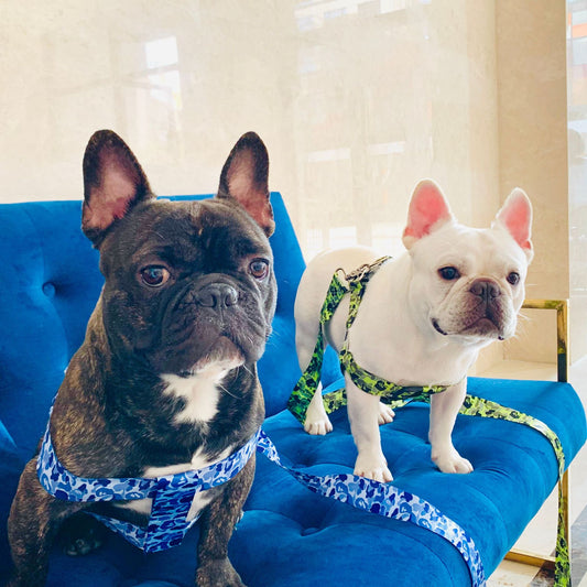 Dog Leash Method To Fight Schnauzer Explosion-proof Chest Strap