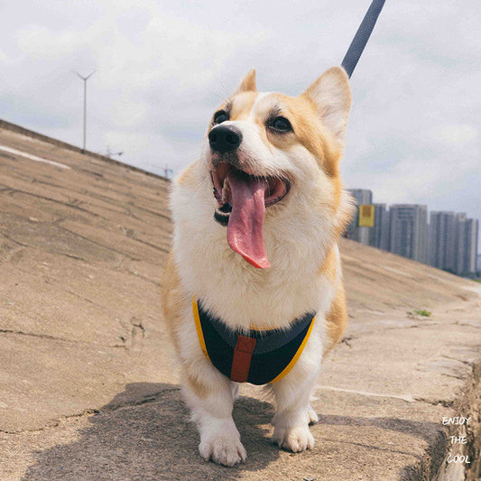 Pet chest strap dog leash