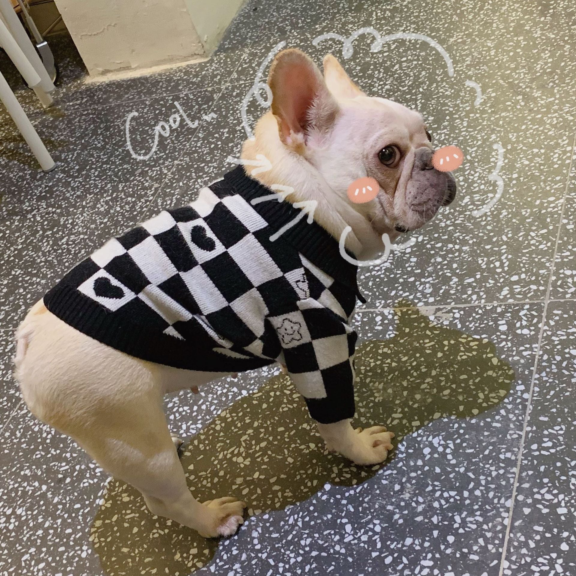 KFX-1253949 Schnauzer Kitten Winter Sweater in Fashionable Black Wool with Grid Design