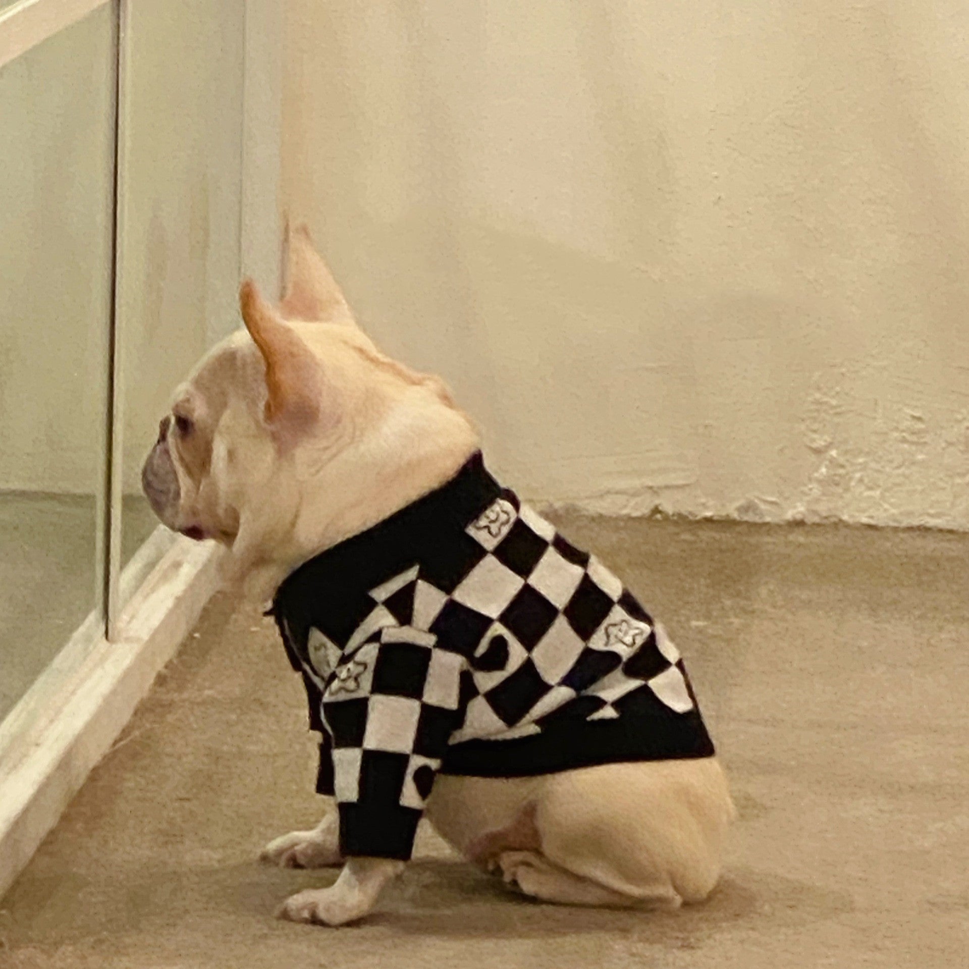 KFX-1253949 Schnauzer Kitten Winter Sweater in Fashionable Black Wool with Grid Design