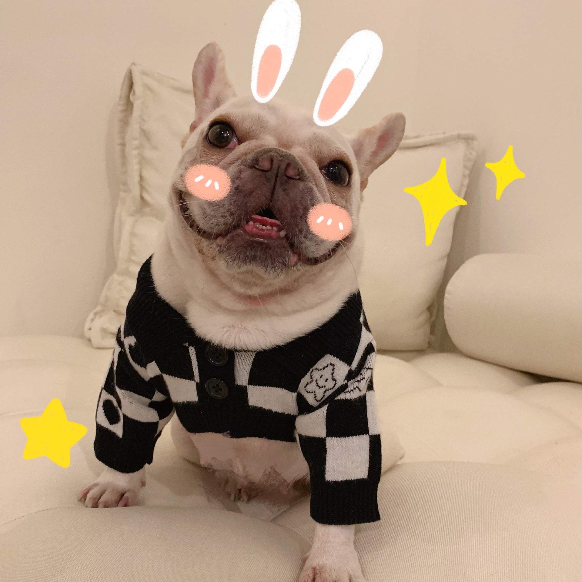 KFX-1253949 Schnauzer Kitten Winter Sweater in Fashionable Black Wool with Grid Design