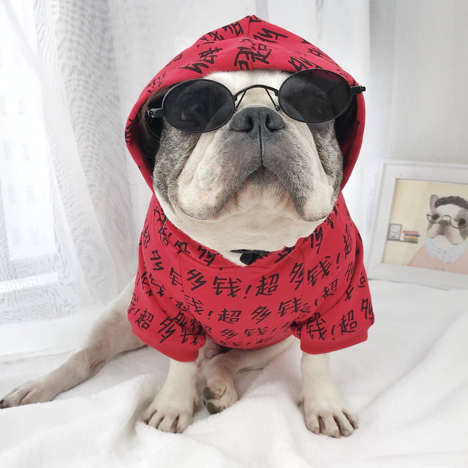 KFX-2847677 Casual Toy Glasses for Medium and Large Dogs - Various Colors Available