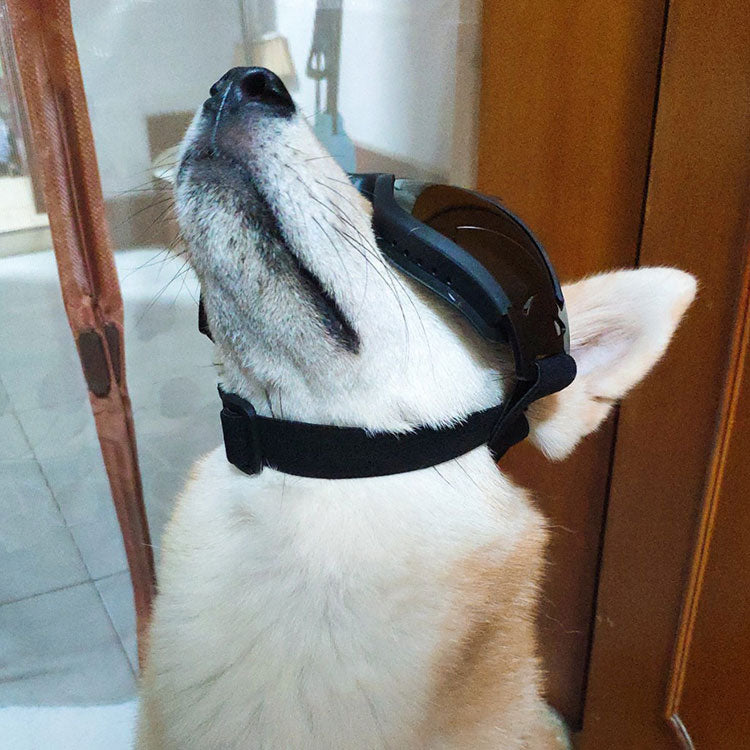 KFX-2945981 Stylish Dog Sunglasses with Gold Chain for Small Dogs and Cats