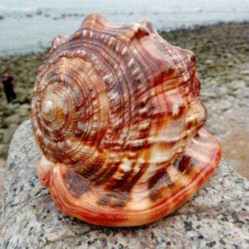 KFX-3313853 Natural Wanbao Snail Conch for Fish Tank and Landscaping - Multiple Sizes Available