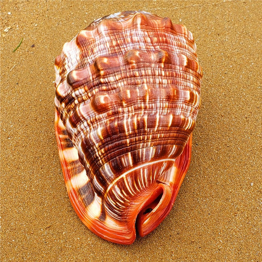 KFX-3313853 Natural Wanbao Snail Conch for Fish Tank and Landscaping - Multiple Sizes Available