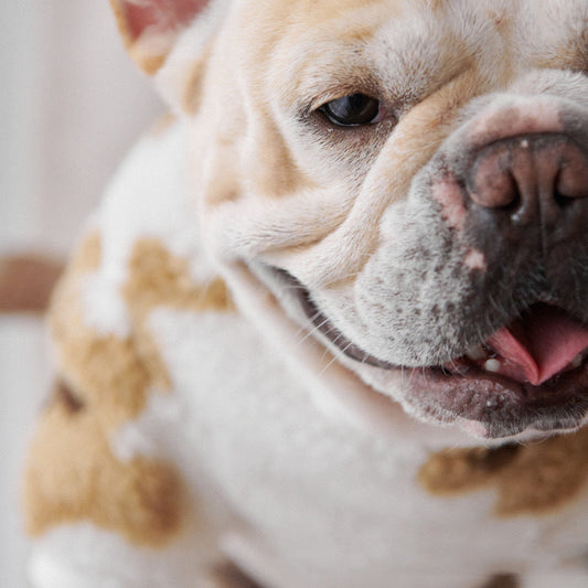 KFX-3545021 Cozy Coral Fleece Thick Corduroy Pet Shirt for Warm Comfort