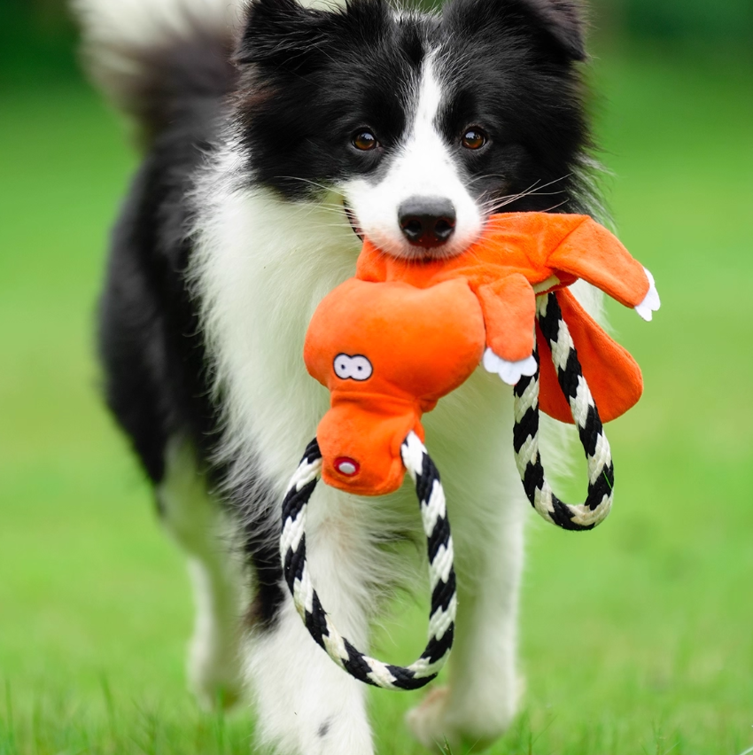 KFX-4749245 Medium to Large Dog Cotton String Molar Chew Toys - 22.5x8cm, Set of 2