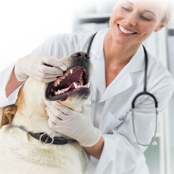 KFX-4912317 Pet Toothpaste for Dogs and Cats - Vanilla & Beef Flavor, 75g, Gentle Oral Care & Teeth Cleaning