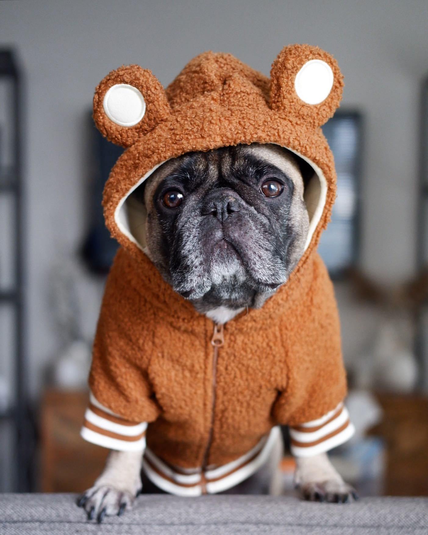 KFX-5052349 Warm & Cozy Ear-Standing Fleece-Lined Pet Sweater in Brown and Pink, Sizes M-2XL