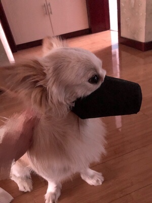 KFX-7448765 Pet Mouth Cover in Comfortable Cloth Design