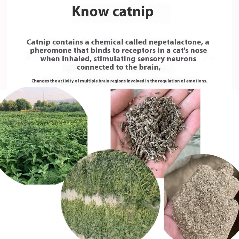 KFX-7748413 Catnip Tea Bag - 1G Non-Woven Fabric Mint Tea for Cats