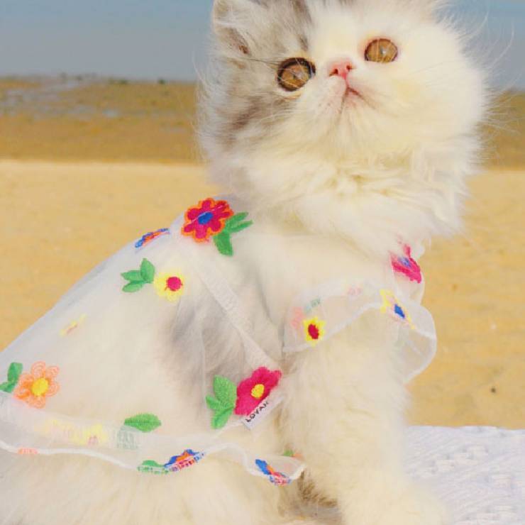 KFX-8030781 Flower Embroidery Dress for Cats with Hand-Woven Straw Hats