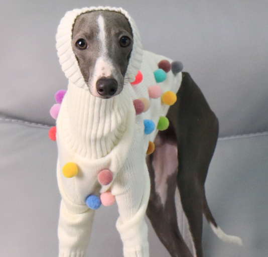 KFX-8345021 Cozy White Pom Pom Sweater for Italian Greyhounds and Whippets, Unisex Sizes S-3XL