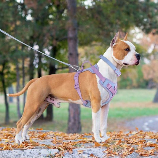 KFX-9855293 Comfortable Dog Harness and Leash Set with Adjustable Chest Strap - Multiple Colors Available