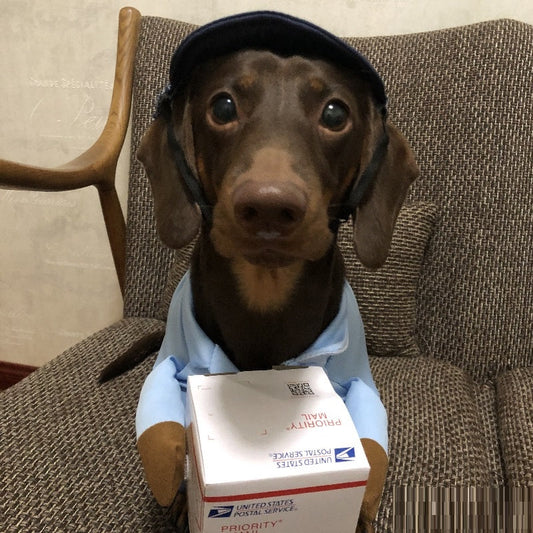 Dog Express Pet Costume Small Dog Halloween Clothing